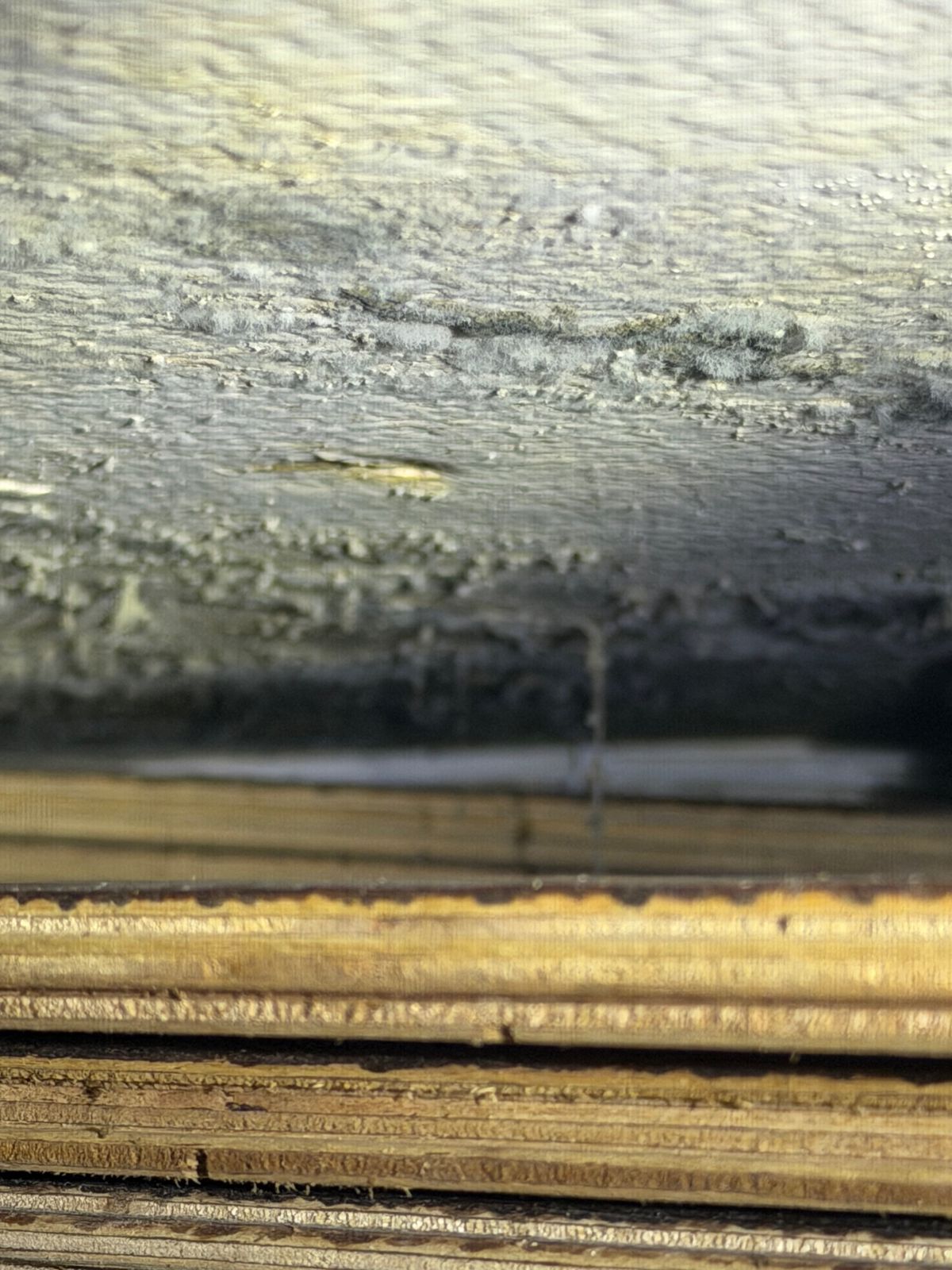 Dark mold growth on the underside of attic roof sheathing