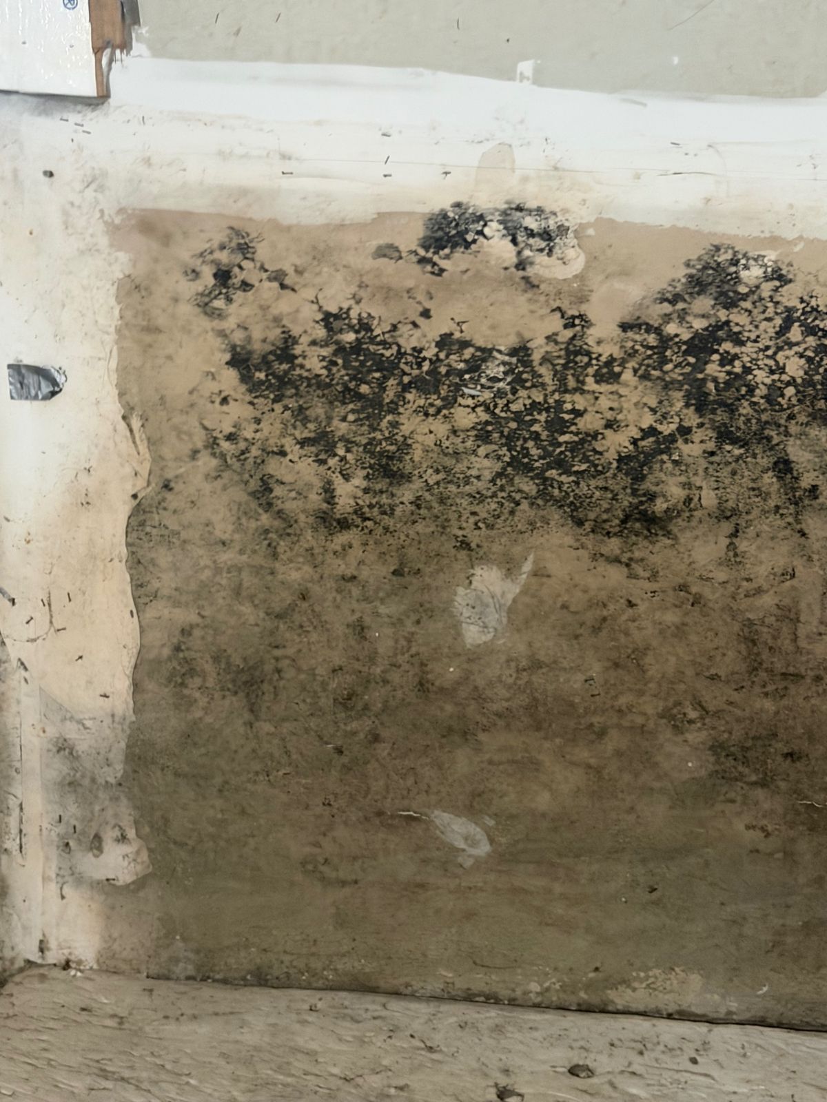 Heavy mold growth on drywall behind a removed panel