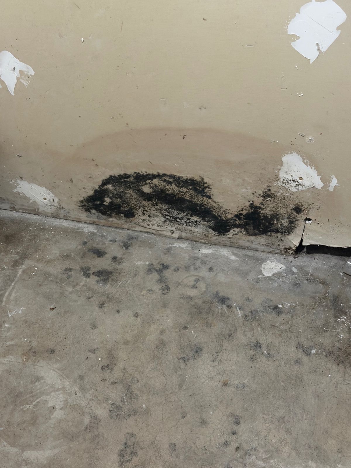 Mold at the base of a wall along the floor line