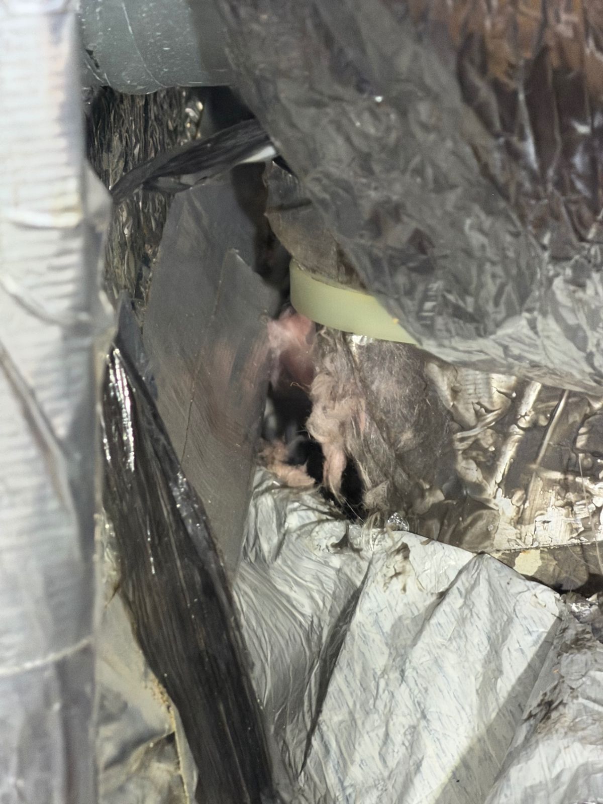 Damaged attic HVAC duct with exposed insulation